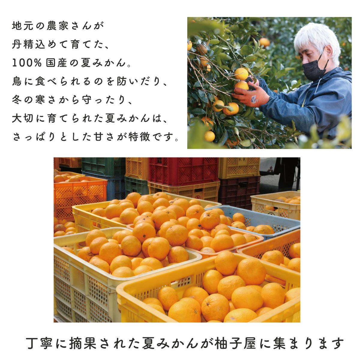 夏みかん4（1.8L/一升瓶）6本 | 柚子屋本店ONLINE STORE