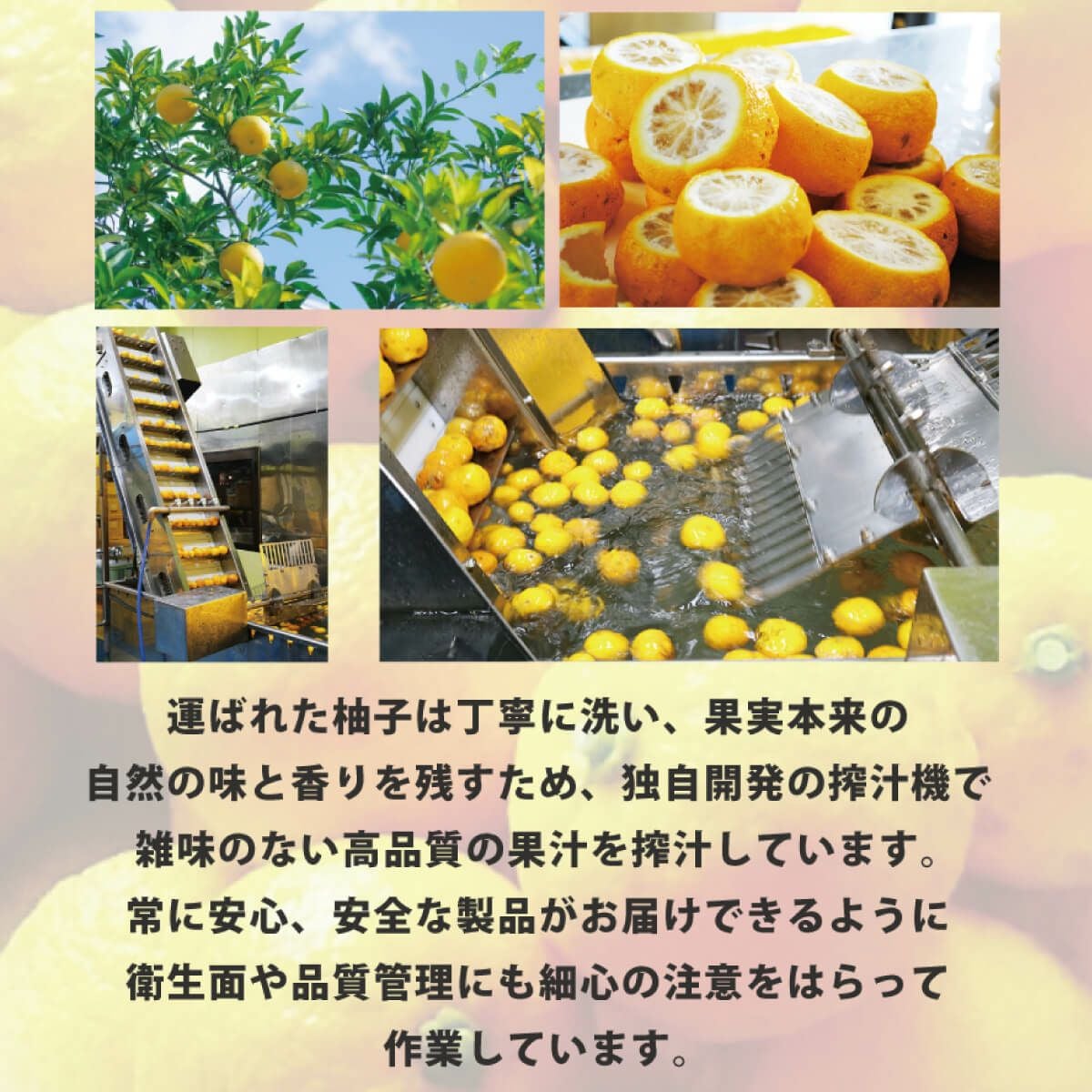 ゆずドル箱ページ ゆず5（180mlキュート瓶）単品 | 柚子屋本店ONLINE STORE