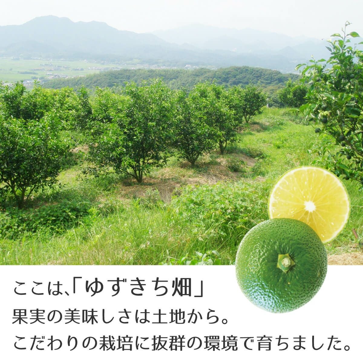 いろどりギフトC-10[11615] | 柚子屋本店ONLINE STORE