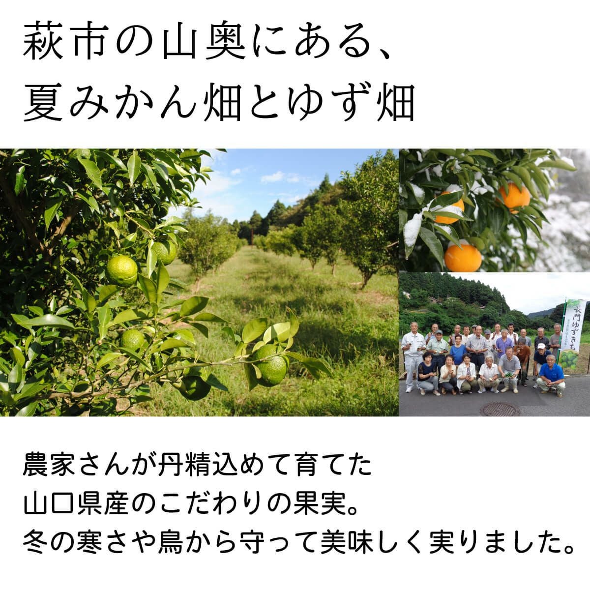 ジュースアソート12本セット[11899] | 柚子屋本店ONLINE STORE