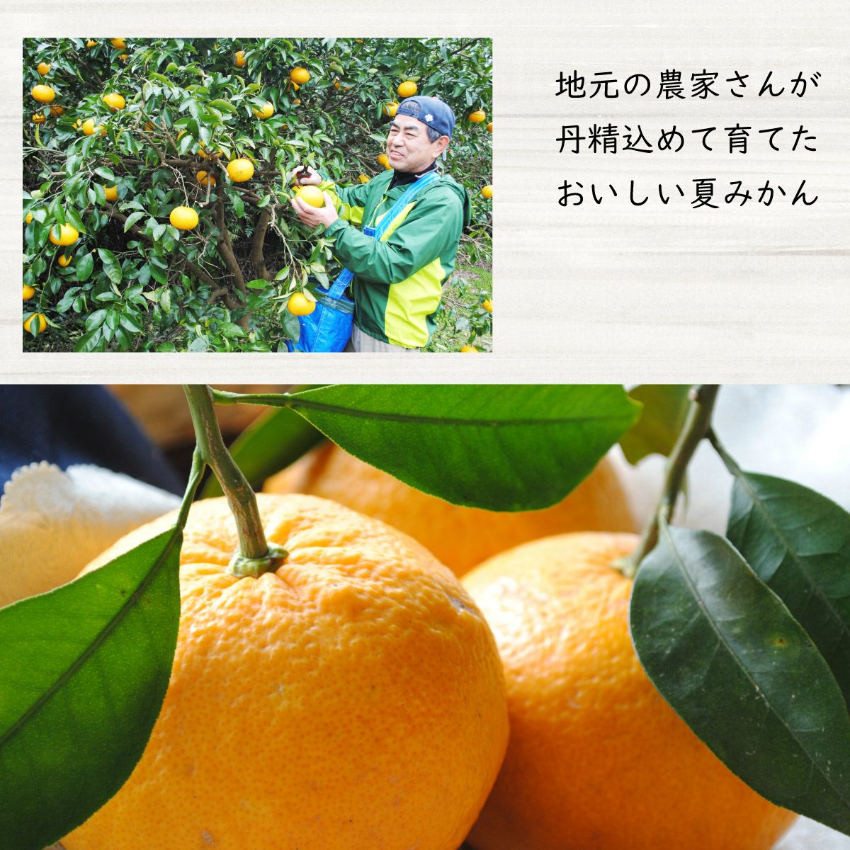 限定こだわりマーマレードセット | 柚子屋本店ONLINE STORE