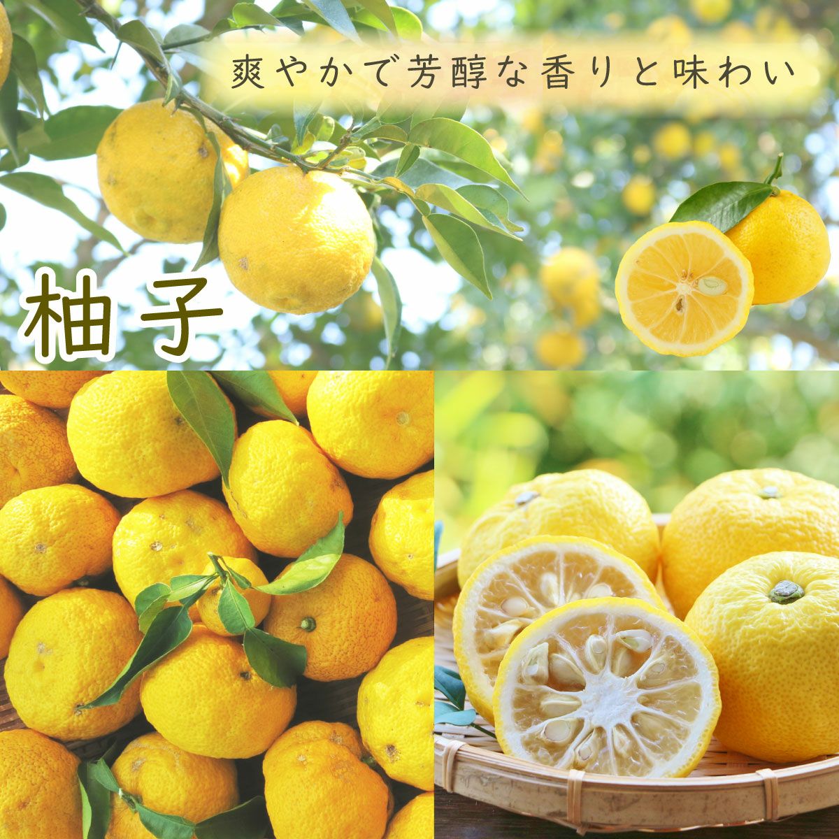 中柚子　約12kg 柚子の和（なごみ）ギフト[15248] | 柚子屋本店ONLINE STORE